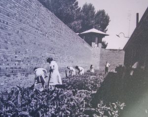 Girls working in the garden, watched over by officers, Hay Institution for Girls, 1965.